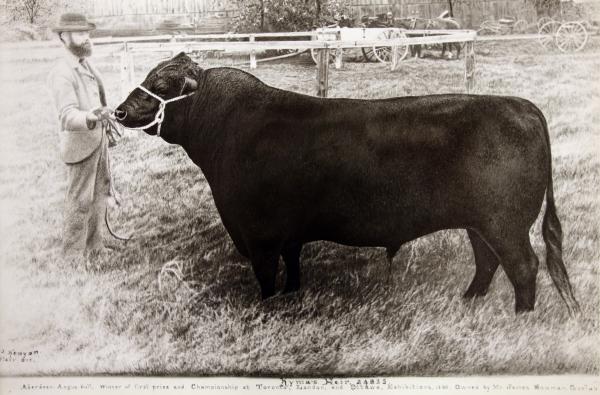 James Bowman and his champion Aberdeen Angus Bull, "Kyma's Heir", 1900.